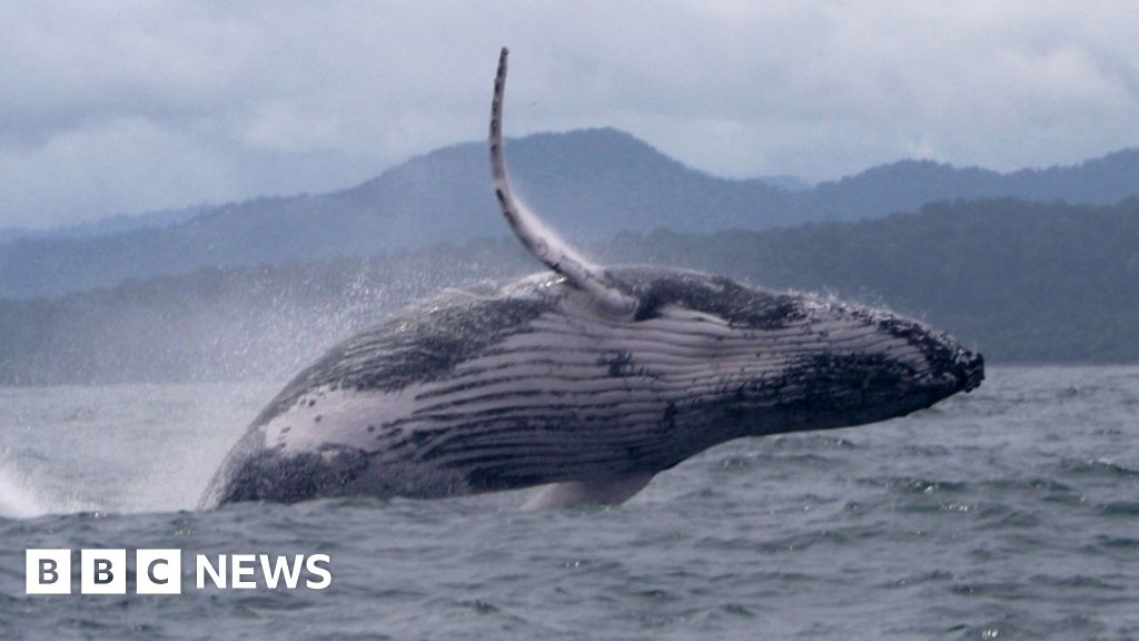 Whale makes epic migration, astonishing scientists