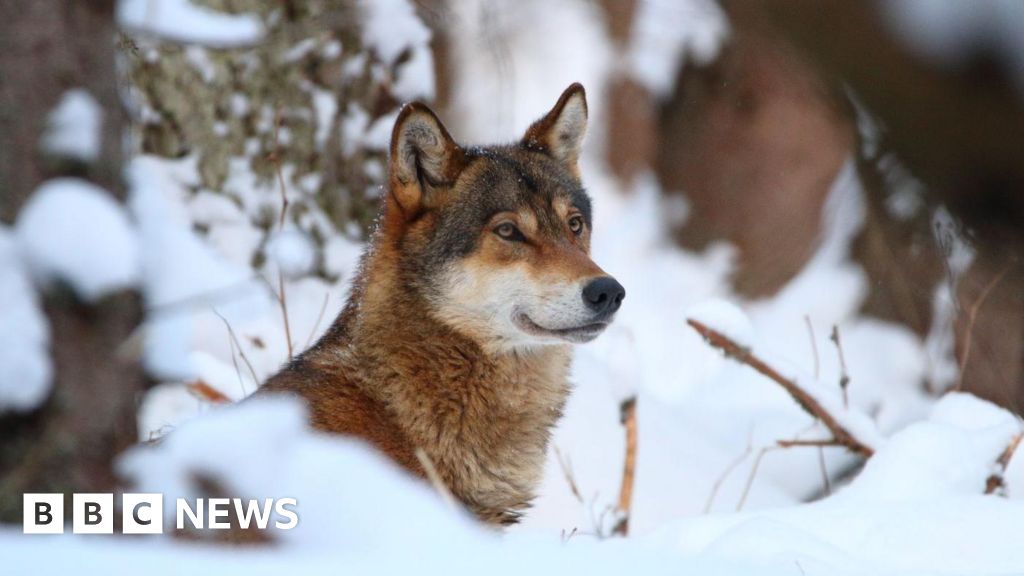 Wolves could lose EU safeguards, opening way for culls