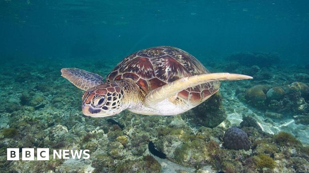 Three dead and dozens sick after eating sea turtle stew