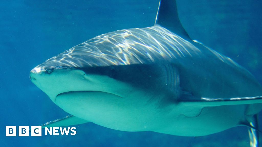 Teenage girl killed in shark attack near Brisbane