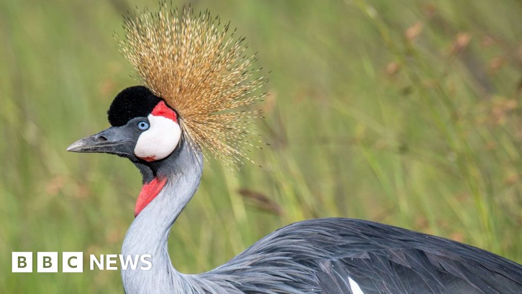 Crested cranes: Uganda’s disappearing national bird