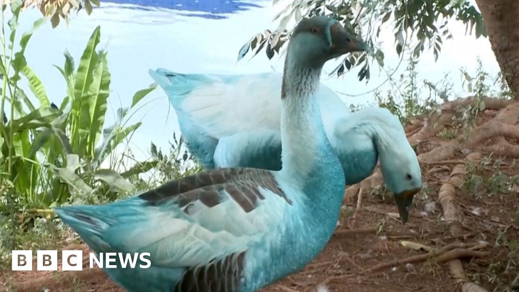 Wildlife dyed blue in São Paulo chemical spill