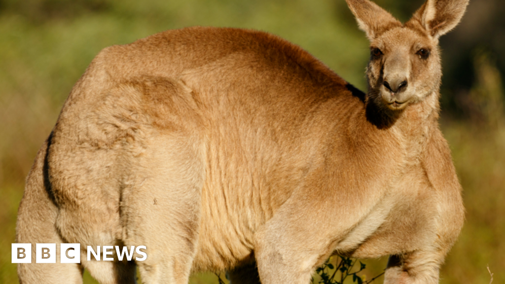 Kangaroo ‘tries to drown’ man in Australia floodwaters