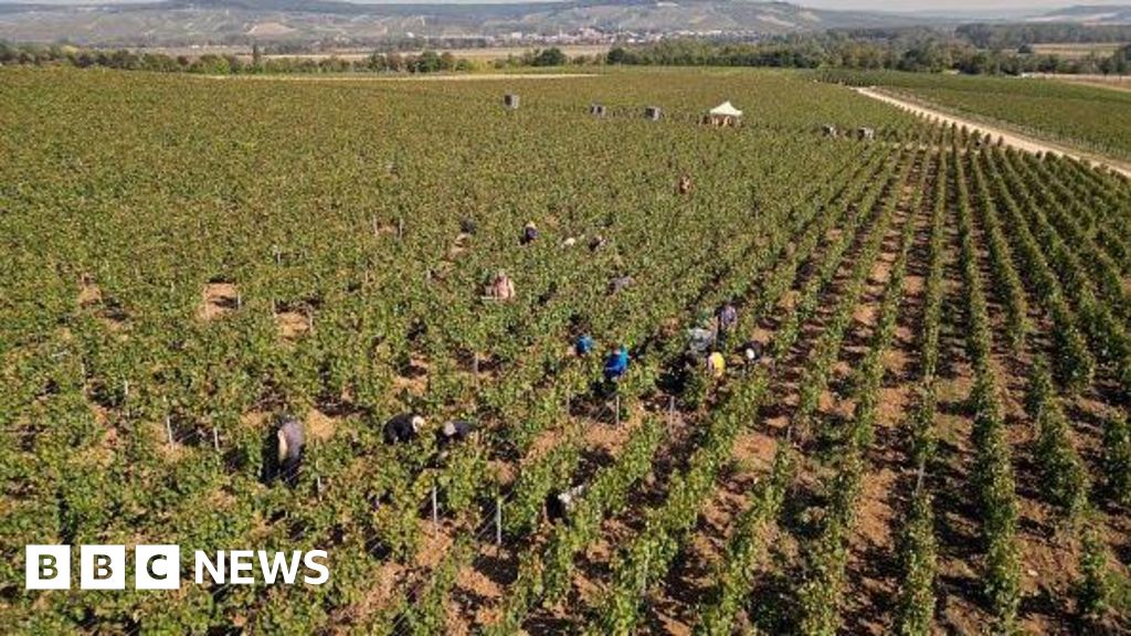 French champagne makers face human trafficking trial
