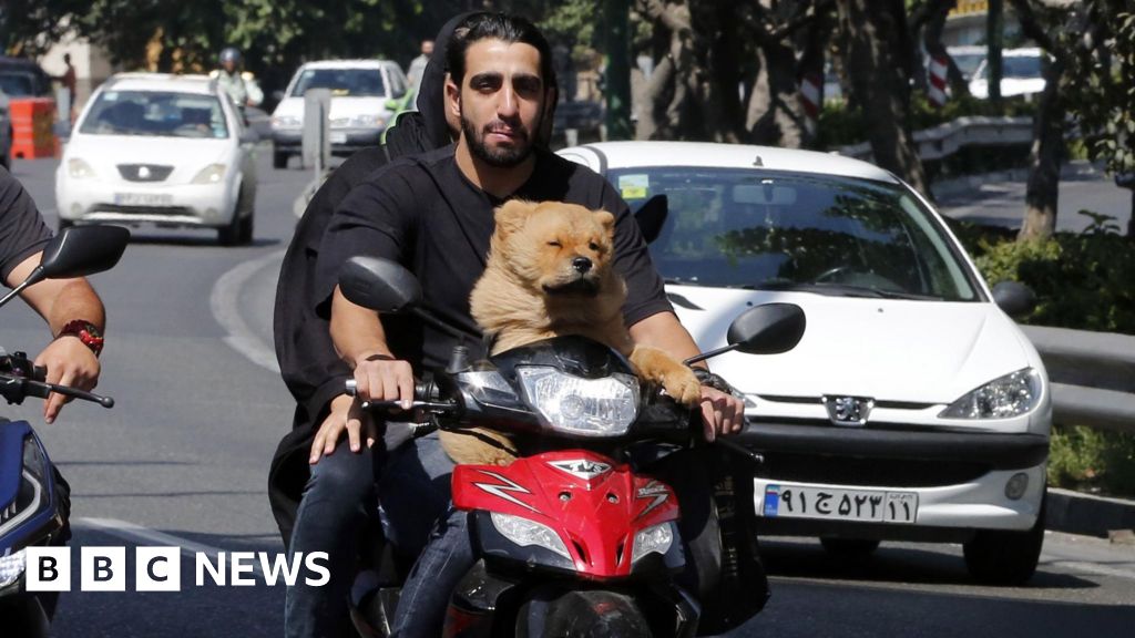 Iran expands dog-walking ban beyond Tehran