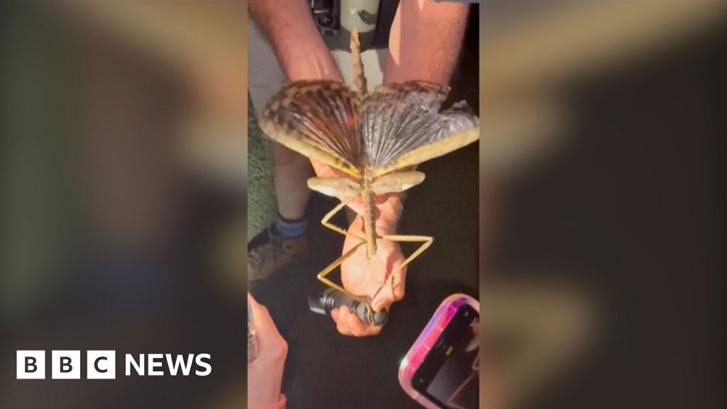 Huge stick insect discovered in Australia