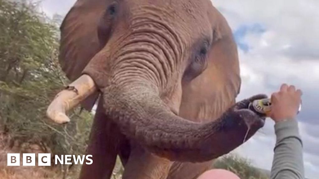 Tourist in Kenya pouring beer down elephant’s trunk sparks anger