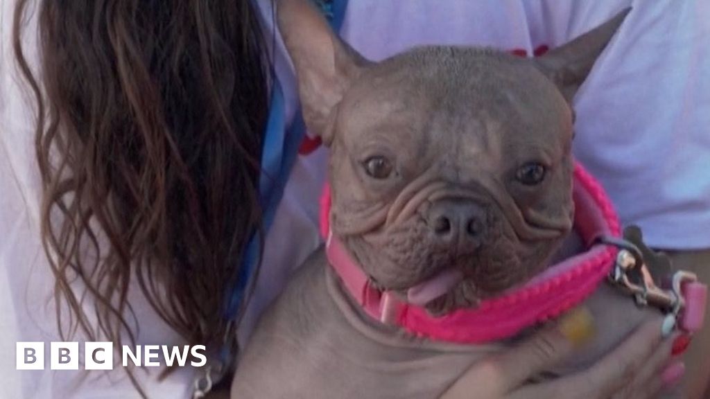 ‘World’s Ugliest Dog’ crowned in California