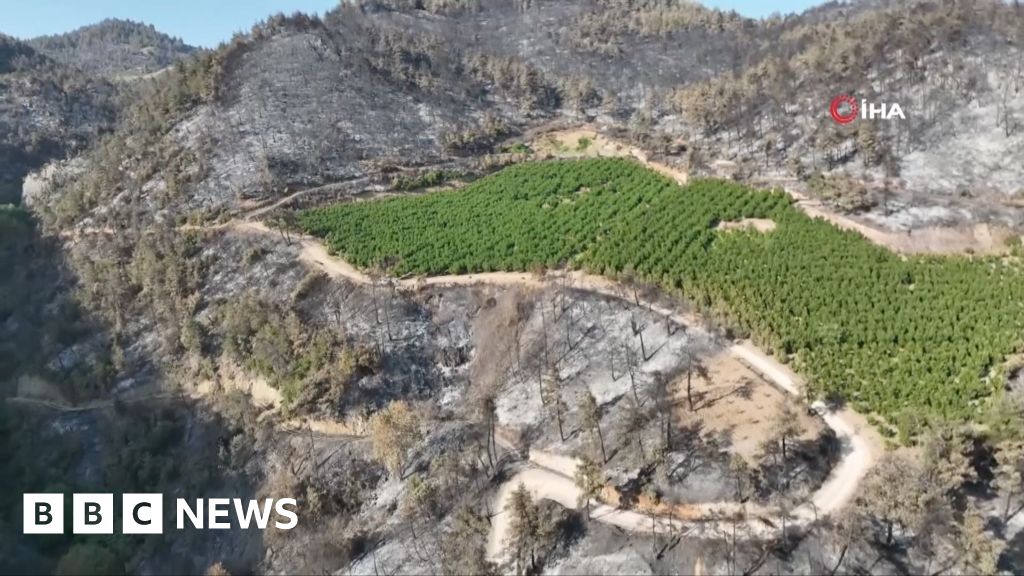 How an orchard in Turkey survived a wildfire