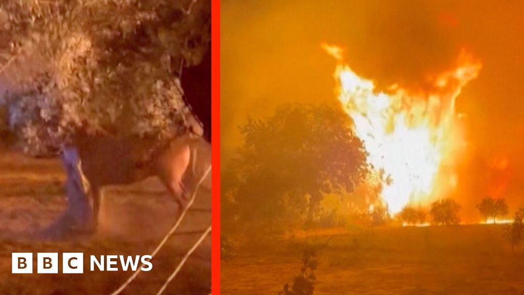 Wildfire approaches horse enclosure on Chios Island