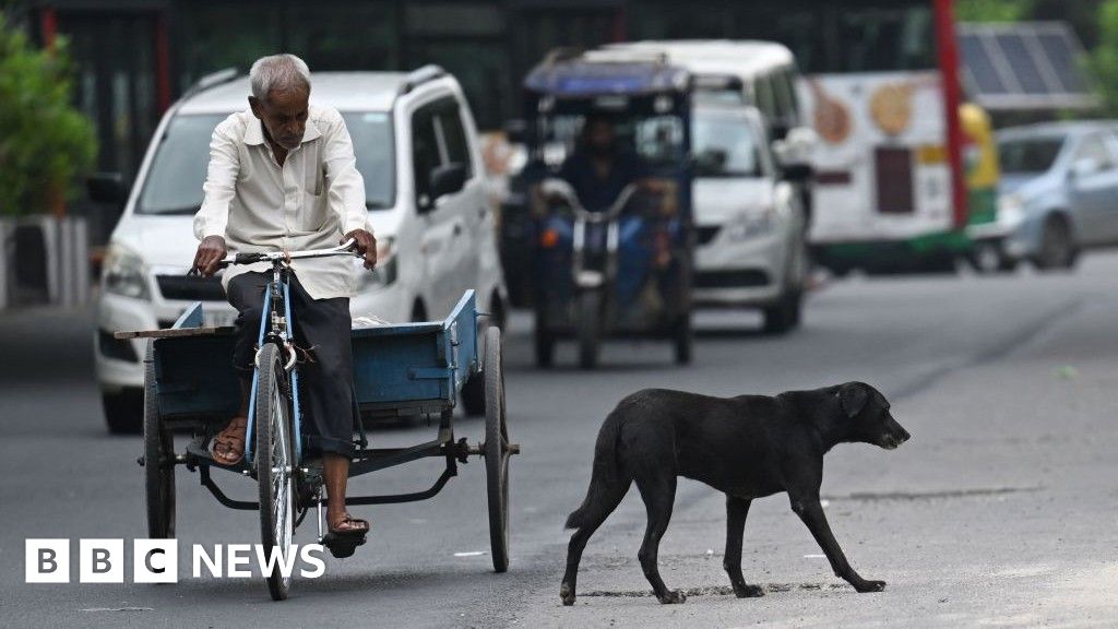 India’s top court orders officials to move stray dogs to shelters in Delhi