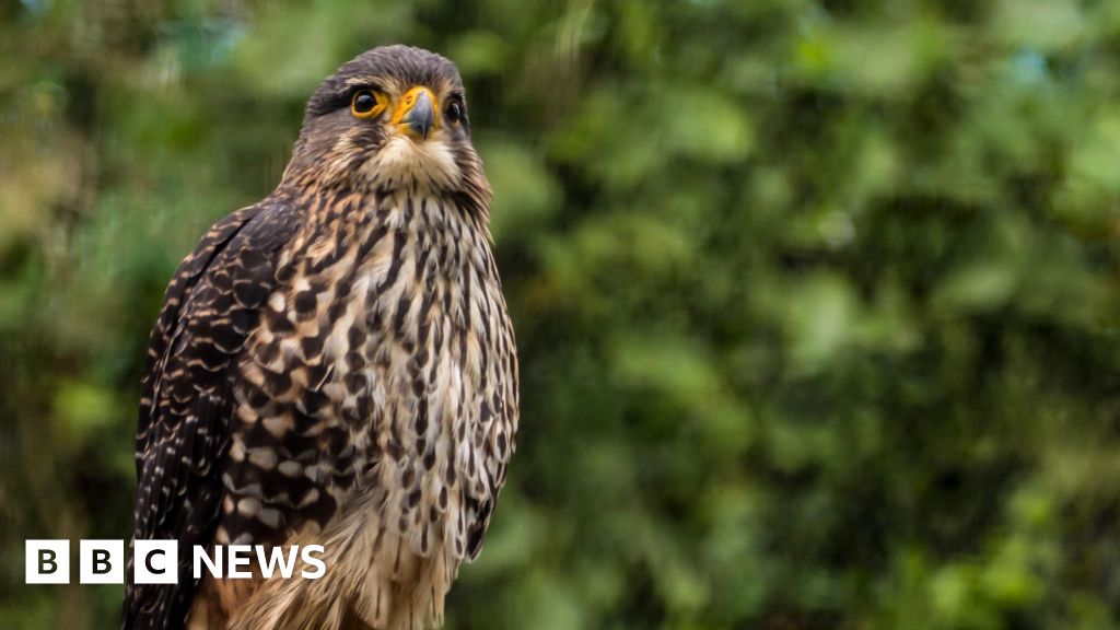 High-speed kārearea falcon wins 2025 prize