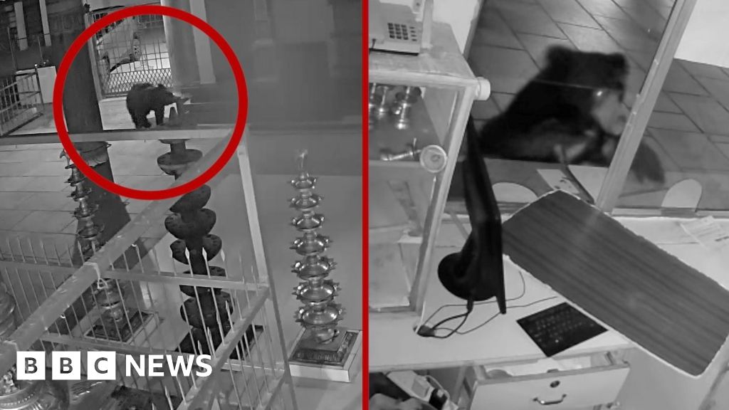 Bear caught on CCTV searching for food in Indian temple