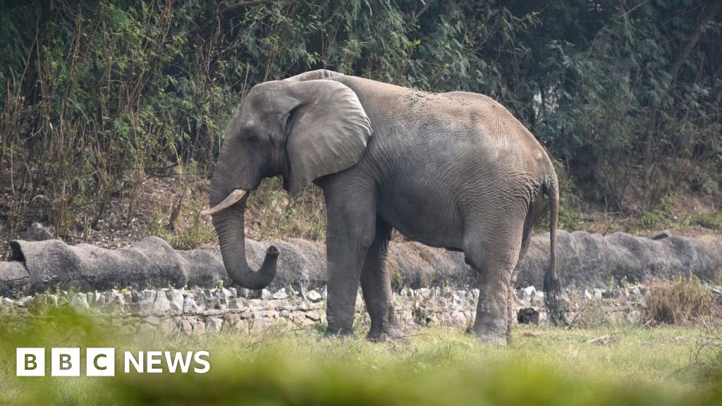 The lonely life and death of Delhi’s only African elephant