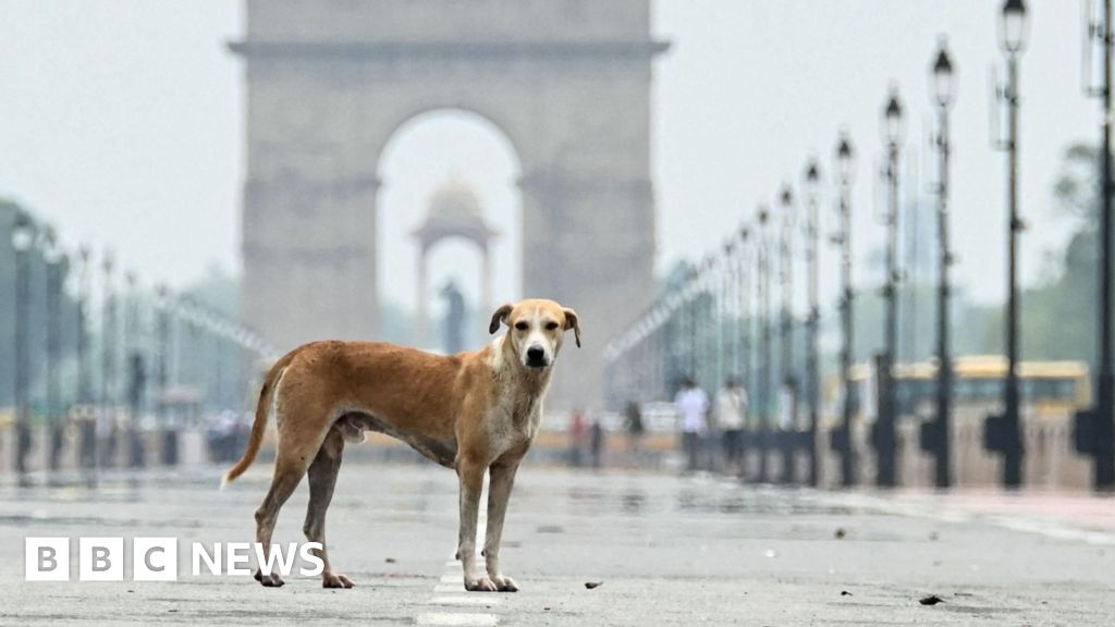 Delhi divided over feeding stray dogs after Supreme Court order
